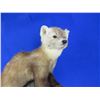 Image 2 : Mounted Pine Martin Taxidermy on Wood