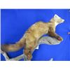 Image 3 : Mounted Pine Martin Taxidermy on Wood
