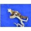 Image 4 : Mounted Pine Martin Taxidermy on Wood