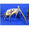 Image 1 : Carved Moose Antler with Moose, Wolf & Feathers Carved into the Antler - Pick Up Only