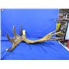 Image 7 : Carved Moose Antler with Moose, Wolf & Feathers Carved into the Antler - Pick Up Only