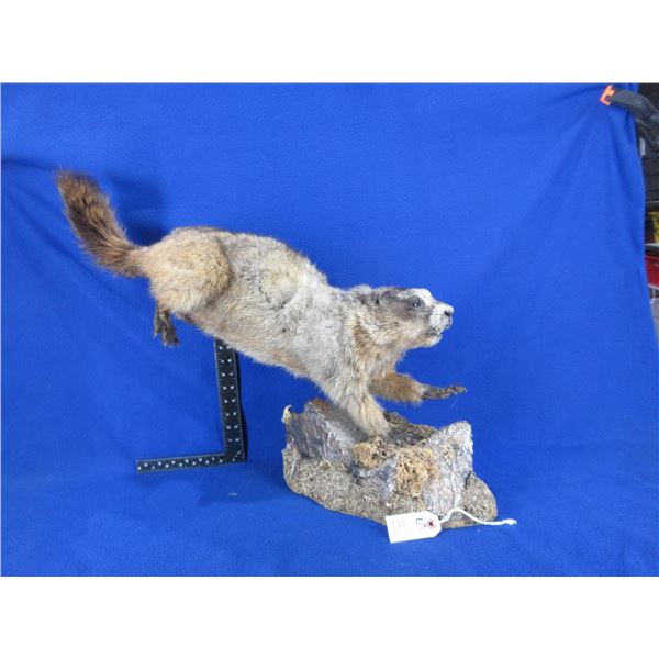 Mounted Hoary Marmot Taxidermy on Wood