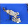Image 1 : Mounted Hoary Marmot Taxidermy on Wood