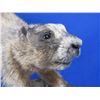 Image 2 : Mounted Hoary Marmot Taxidermy on Wood