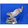 Image 3 : Mounted Hoary Marmot Taxidermy on Wood