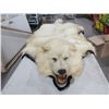 Image 1 : Large White Wolf Rug - Head to Tail 72", Front Paw to Front Paw 72"