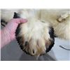 Image 3 : Large White Wolf Rug - Head to Tail 72", Front Paw to Front Paw 72"
