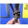 Image 9 : Antique - No PAL Required - Belgian Pinfire Revolver in Appears to be 7MM Pinfire