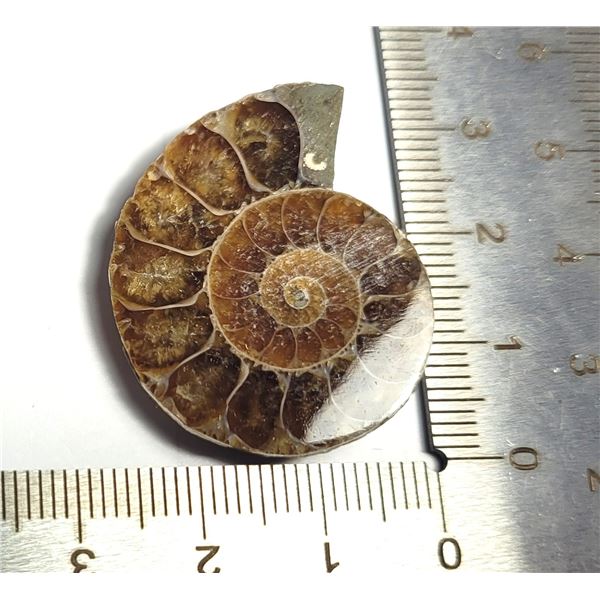12) NATURAL 41.5 CT AMMOLITE FOSSIL.