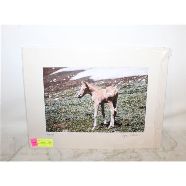 WESTERN ARTWORK PRINT - FOAL OF WILD