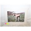 Image 1 : WESTERN ARTWORK PRINT - FOAL OF WILD
