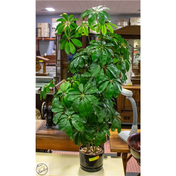 4 FOOT SILK TREE