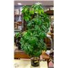 Image 1 : 4 FOOT SILK TREE