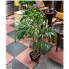 Image 1 : 3 STALK BAMBOO SILK TREE