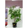 Image 1 : 4 FOOT SILK TREE