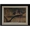 Image 1 : Richard Clifton Bird Art Print