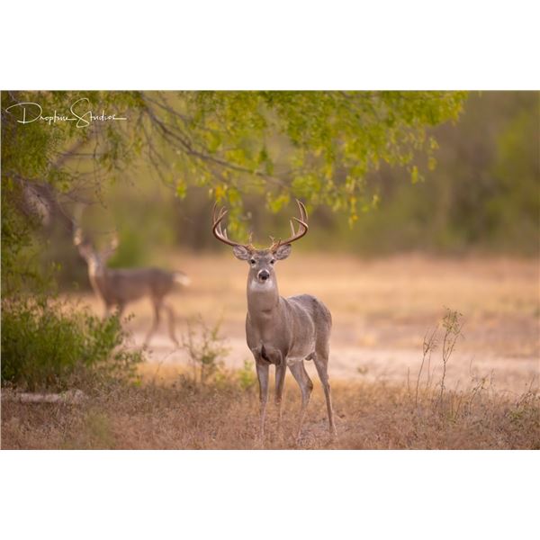 DEA RANCH: 2-Day, 1-Night Whitetail Doe & Hog Hunt