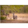 Image 1 : DEA RANCH: 2-Day, 1-Night Whitetail Doe & Hog Hunt
