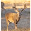 Image 2 : DEA RANCH: 2-Day, 1-Night Whitetail Doe & Hog Hunt