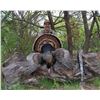 Image 1 : DEA RANCH: Rio Grande Turkey Hunt with HSCF Leadership