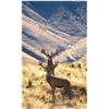 Image 1 : NZ HUNTING ADVENTURES: 5-Day, 4-Night, NZ Hunt for One Hunter and One Observer