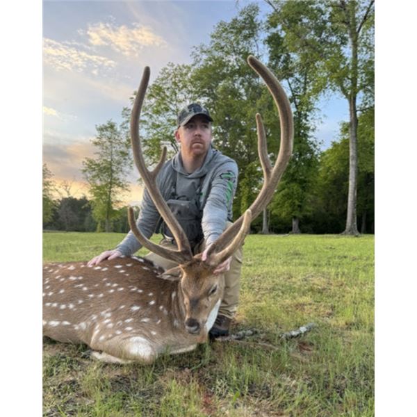 STONE RANCH: 3-Day Texas Trophy Axis Hunt for Two