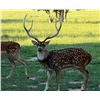 Image 2 : STONE RANCH: 3-Day Texas Trophy Axis Hunt for Two