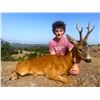 Image 1 : SAFARI INTERNATIONAL MACEDONIA: 5-Day Summer Hunt For 4 Roe Deer for Two Couples