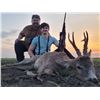 Image 4 : SAFARI INTERNATIONAL MACEDONIA: 5-Day Summer Hunt For 4 Roe Deer for Two Couples