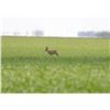 Image 5 : SAFARI INTERNATIONAL MACEDONIA: 5-Day Summer Hunt For 4 Roe Deer for Two Couples