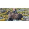 Image 1 : NEWZEALANDHUNTING.COM: 5-Day Traditional Bull Tahr Hunt For Two Hunters and Two Observers