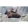 Image 2 : NEWZEALANDHUNTING.COM: 5-Day Traditional Bull Tahr Hunt For Two Hunters and Two Observers