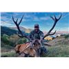 Image 1 : TROPHY HUNTING SPAIN: 4-Day Free-Range Iberian Red Stag Hunt for 1 Hunter and One Observer in Spain'