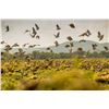 Image 3 : ARGENTINA PUELO EXPEDITIONS: 4-Day, 3-Night Dove Hunt in Cordoba Argentina for Three Hunters