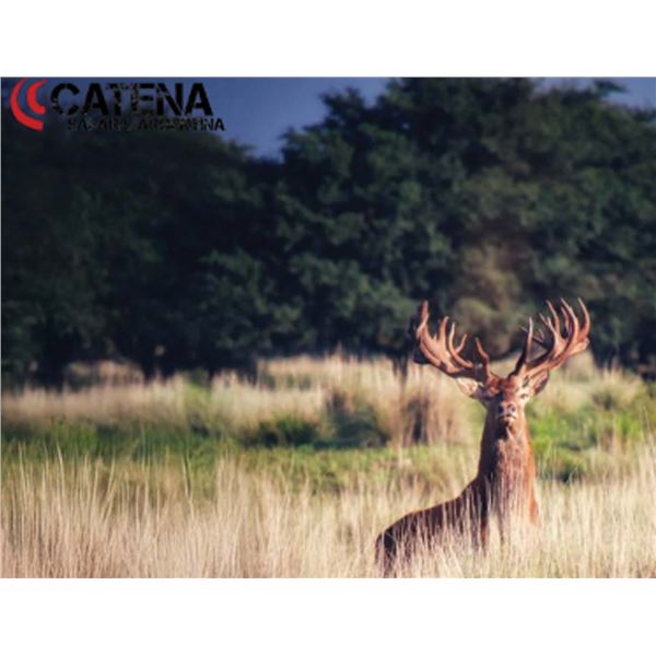 PATAGONIA BIG GAME HUNTING: 5-Day HUNT FOR 4 HUNTERS AT NORTHERN PATAGONIA, ARGENTINA + 1 BLACKBUCK