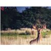 Image 1 : PATAGONIA BIG GAME HUNTING: 5-Day HUNT FOR 4 HUNTERS AT NORTHERN PATAGONIA, ARGENTINA + 1 BLACKBUCK