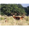 Image 2 : PATAGONIA BIG GAME HUNTING: 5-Day HUNT FOR 4 HUNTERS AT NORTHERN PATAGONIA, ARGENTINA + 1 BLACKBUCK