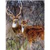 Image 2 : NORTHERN TERRITORIES LODGE: 5 DAY HUNT AND FISHING (4 HUNTING DAY + 1 GOLDEN DORADO FISHING DAY) FOR