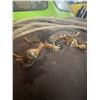 Image 6 : Rare Spurs Set, Roper’s Rope, (2) Cowboy Boot
