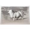 Image 1 : Henry Moore orig litho Sheep in Field