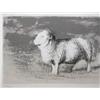 Image 2 : Henry Moore orig litho Sheep in Field