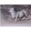 Image 3 : Henry Moore orig litho Sheep in Field