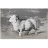 Image 4 : Henry Moore orig litho Sheep in Field
