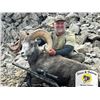 Image 1 : British Columbia Stone’s Sheep & Wolf