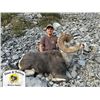 Image 3 : British Columbia Stone’s Sheep & Wolf