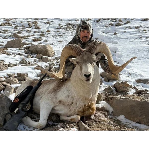 Marco Polo Argali & Tien Shan Ibex