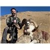 Image 2 : Marco Polo Argali & Tien Shan Ibex