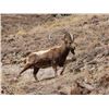 Image 3 : Marco Polo Argali & Tien Shan Ibex