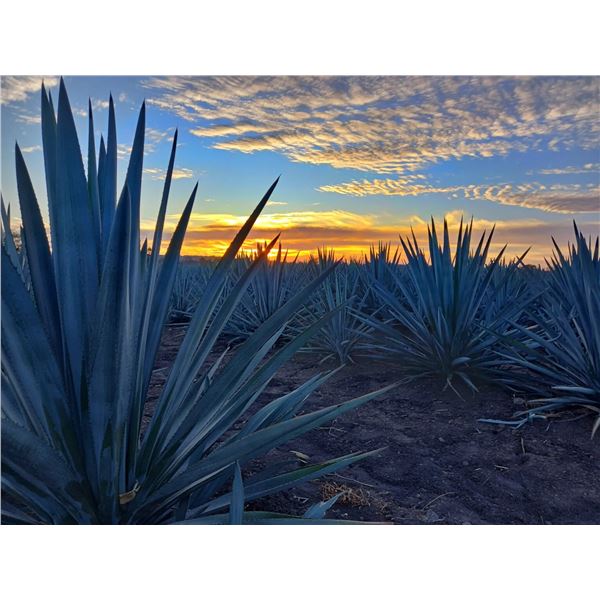 Tequila Tracks & Taco Tastes