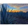 Image 1 : Tequila Tracks & Taco Tastes